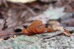 Phaeotremella frondosa