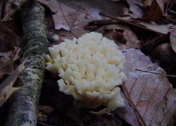 Tremellodendron pallidum