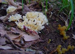 Tremellodendron pallidum