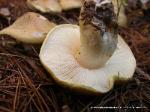 Tricholoma intermedium