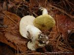 Tricholoma intermedium