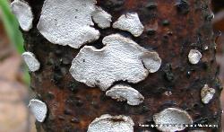 Truncospora ohiensis