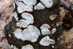 Truncospora ohiensis