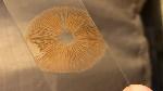 Tubaria furfuracea rusty orange brown spore print