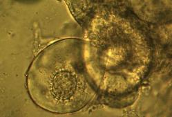 Tuber mexiusanum