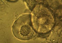 Tuber mexiusanum