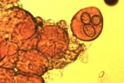 Tuber mexiusanum
