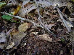 Xylaria tentaculata