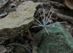 Xylaria tentaculata