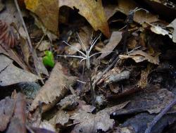 Xylaria tentaculata