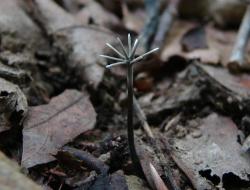 Xylaria tentaculata