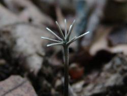 Xylaria tentaculata