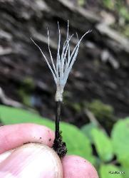 Xylaria tentaculata