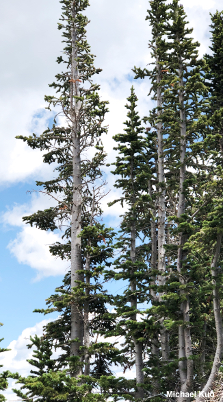 Abies lasiocarpa