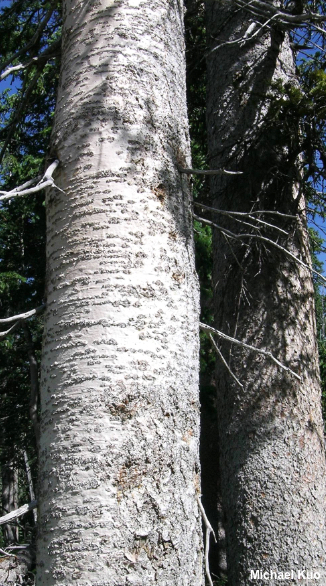 Abies lasiocarpa