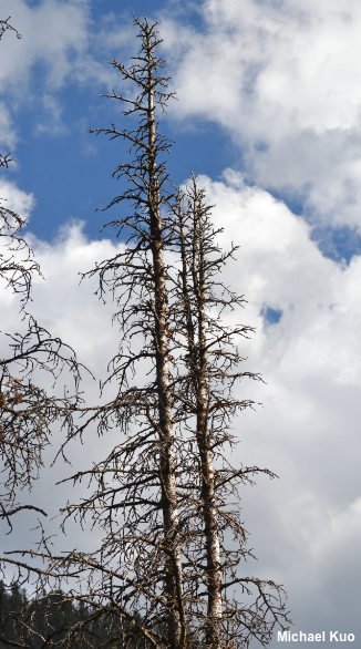 Abies lasiocarpa