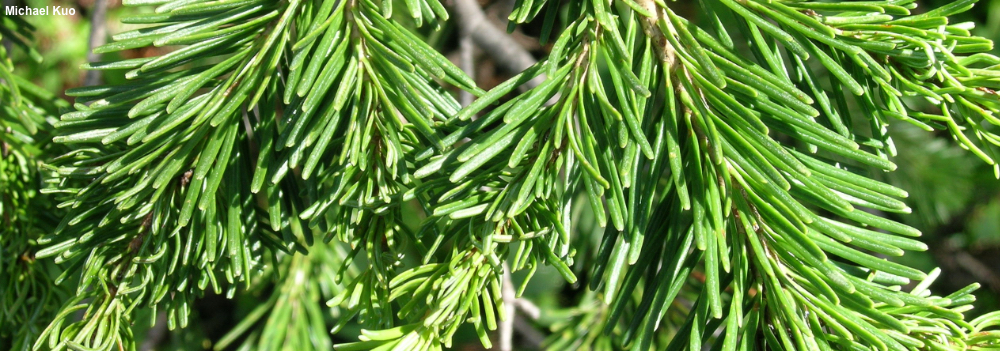 Abies lasiocarpa