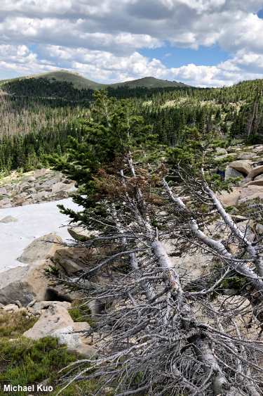 Abies lasiocarpa