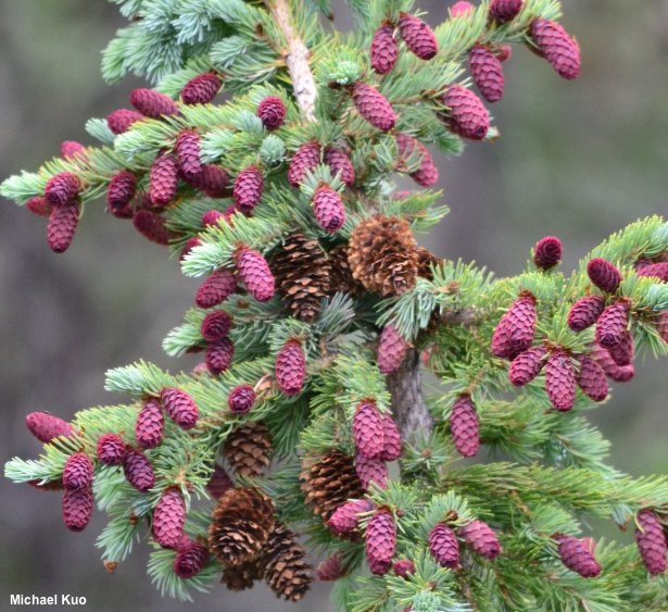 Abies lasiocarpa