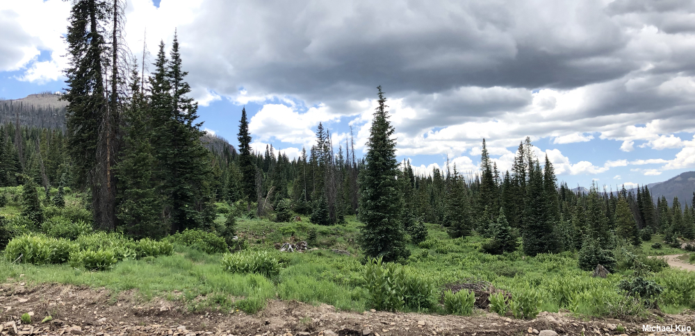 Abies lasiocarpa