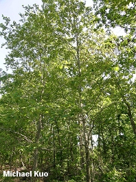 Acer rubrum