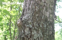 Acer rubrum