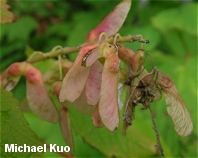 Acer rubrum