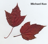 Acer rubrum