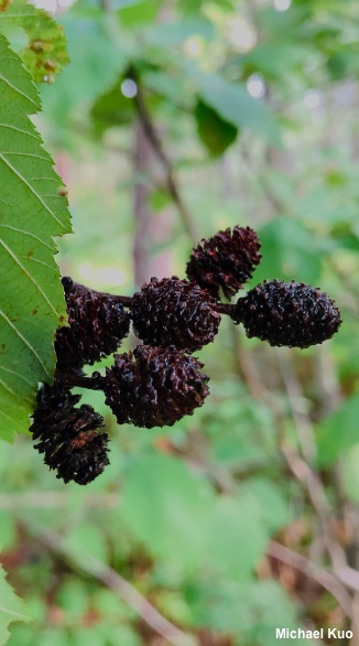 Alnus incana rugosa