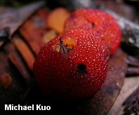 Arbutus menziesii