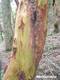 Arbutus menziesii