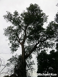 Arbutus menziesii