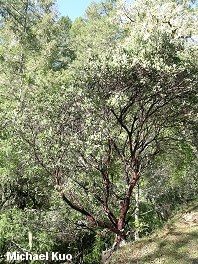 Arctostaphylos manzanita
