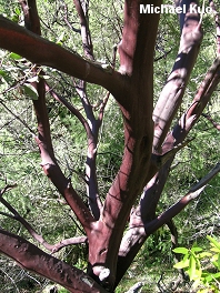 Arctostaphylos manzanita