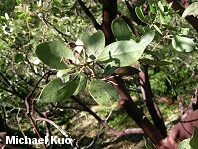 Arctostaphylos manzanita