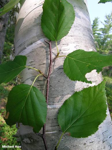 Paper Birch - Betula Papyrifera, Deciduous Trees