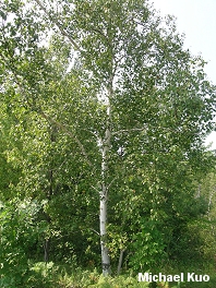 Betula papyrifera