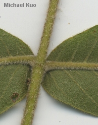 Carya alba