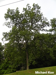 Carya glabra