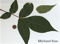 Carya glabra