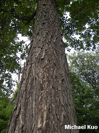 Carya glabra