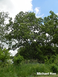 Carya illinoinensis