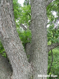 Carya illinoinensis