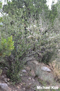 Cercocarpus montanus