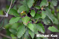 Cercocarpus montanus