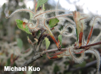 Cercocarpus montanus