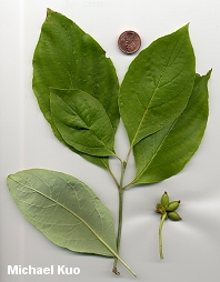 Cornus florida