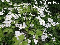 Cornus florida