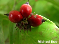 Cornus florida