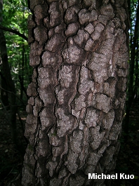 Diospyros virginiana